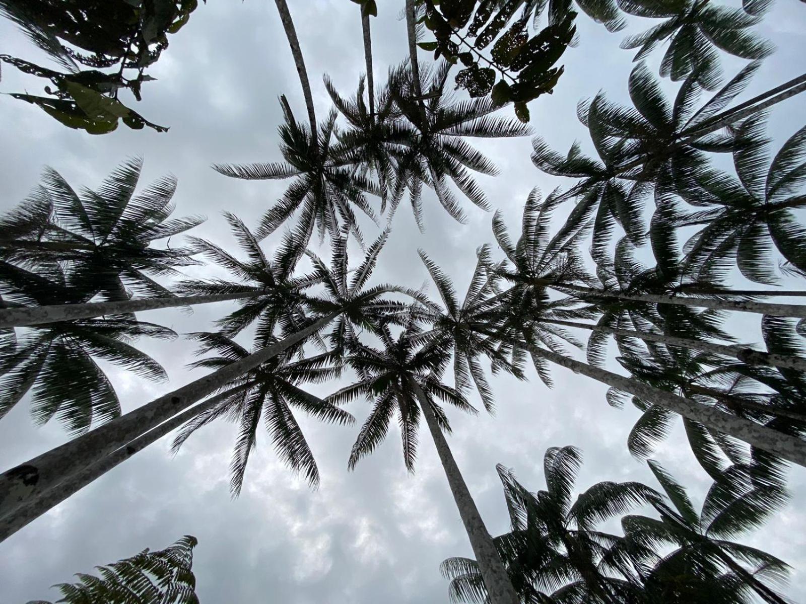Amazon Acai Lodge ليتيسيا المظهر الخارجي الصورة